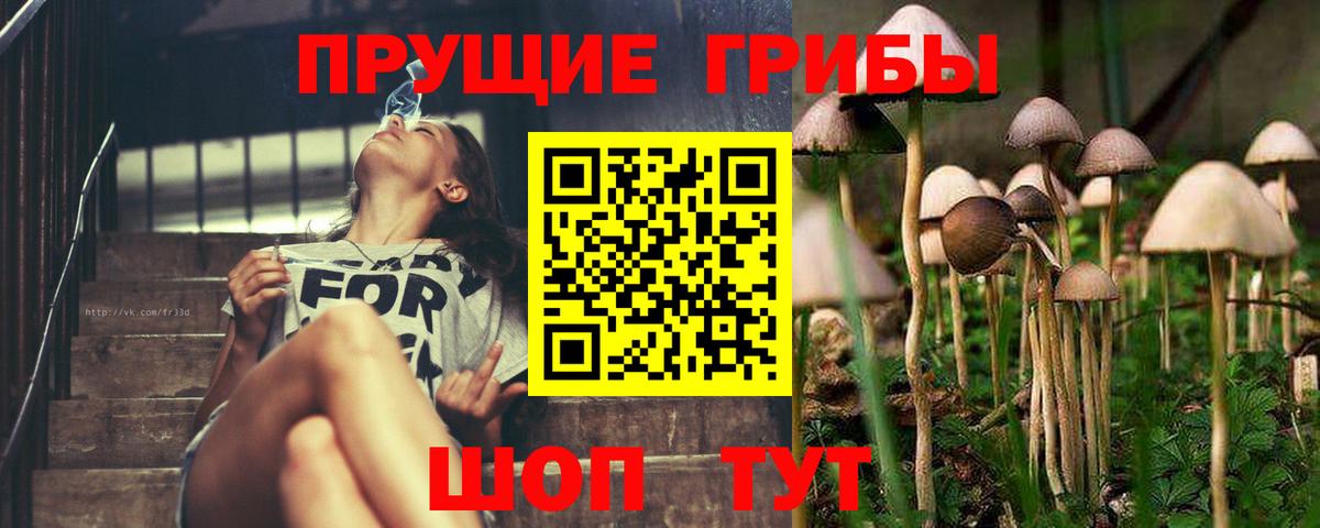 Серов  Галлюциногенные грибы Psilocybe  Вход с VPN 